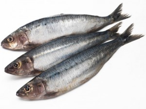 sardines